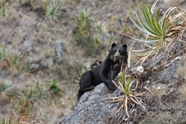 Andean Bear Survey in Peru Finds Humans Not the Only Visitors to Machu Picchu 